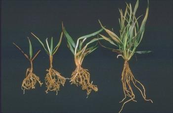 نماتد کیست غلات